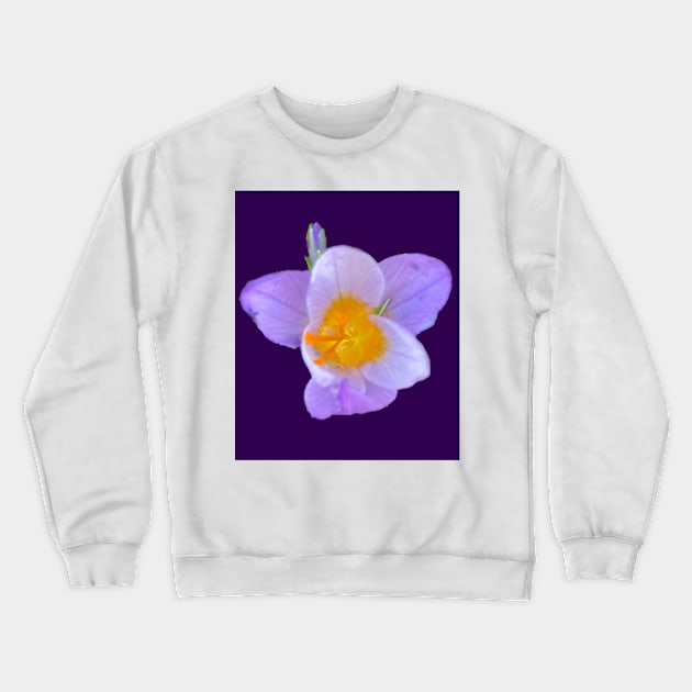 First Crocus of 2022 (purple background) Crewneck Sweatshirt by Amanda1775